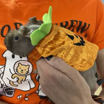 Rescue Guinea Pig Guinea Pigs for Adoption in Las Vegas, Nevada - Gizmo | PetCurious